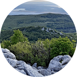 Medviđak